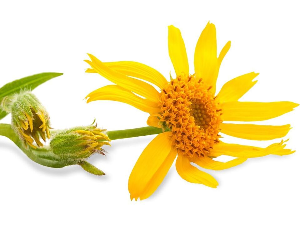 arnica montana - kompositsiooni element Depanten